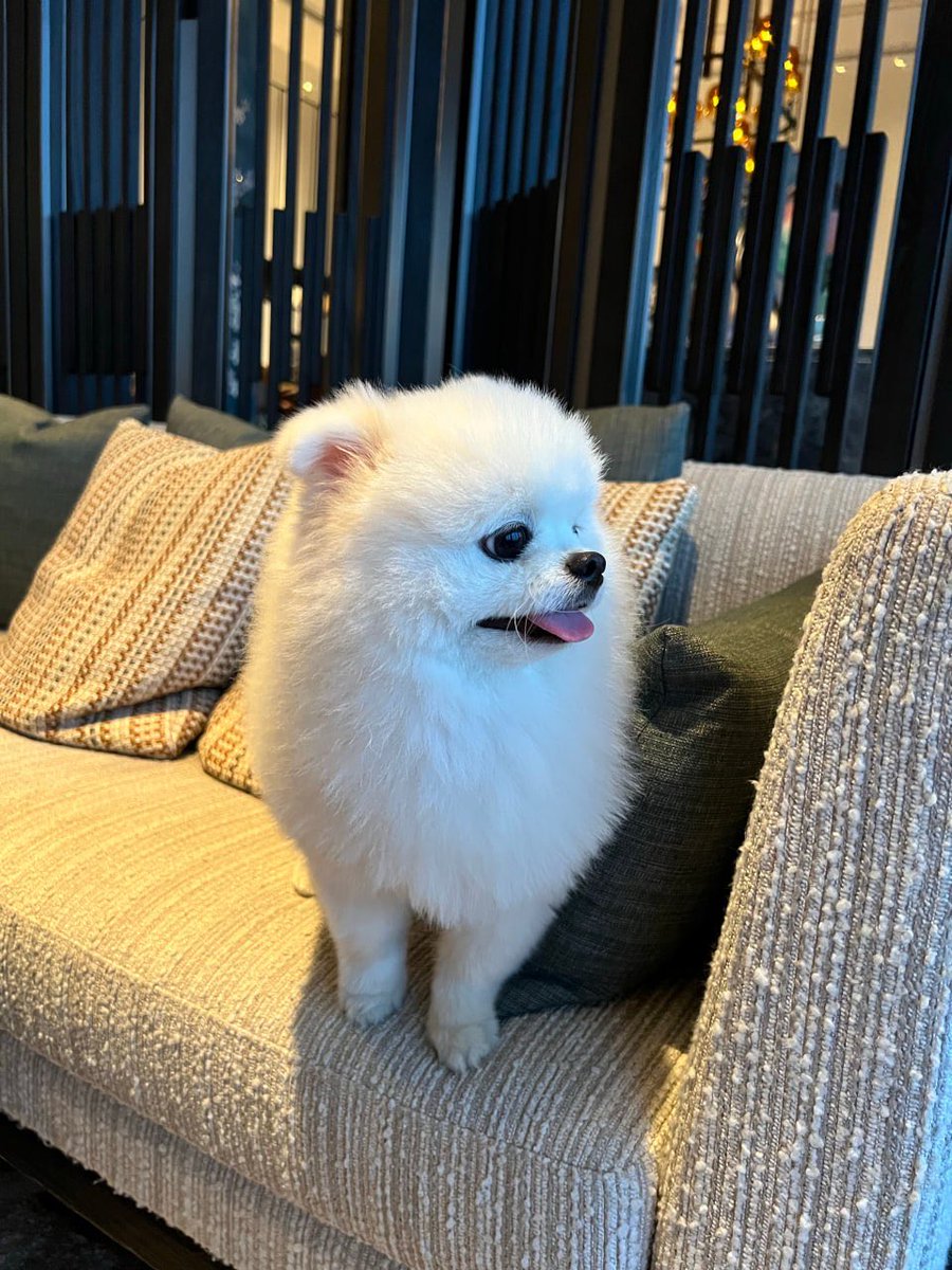 Steve_Minor's tweet photo. 朋友养的好萌啊，好想养一只呀 #舟山 https://t.co/awB44kxbYl