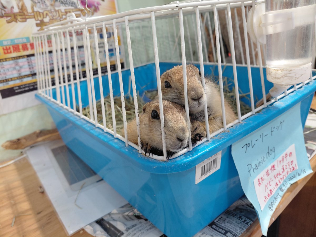 とっとこりんちゃん tweet media