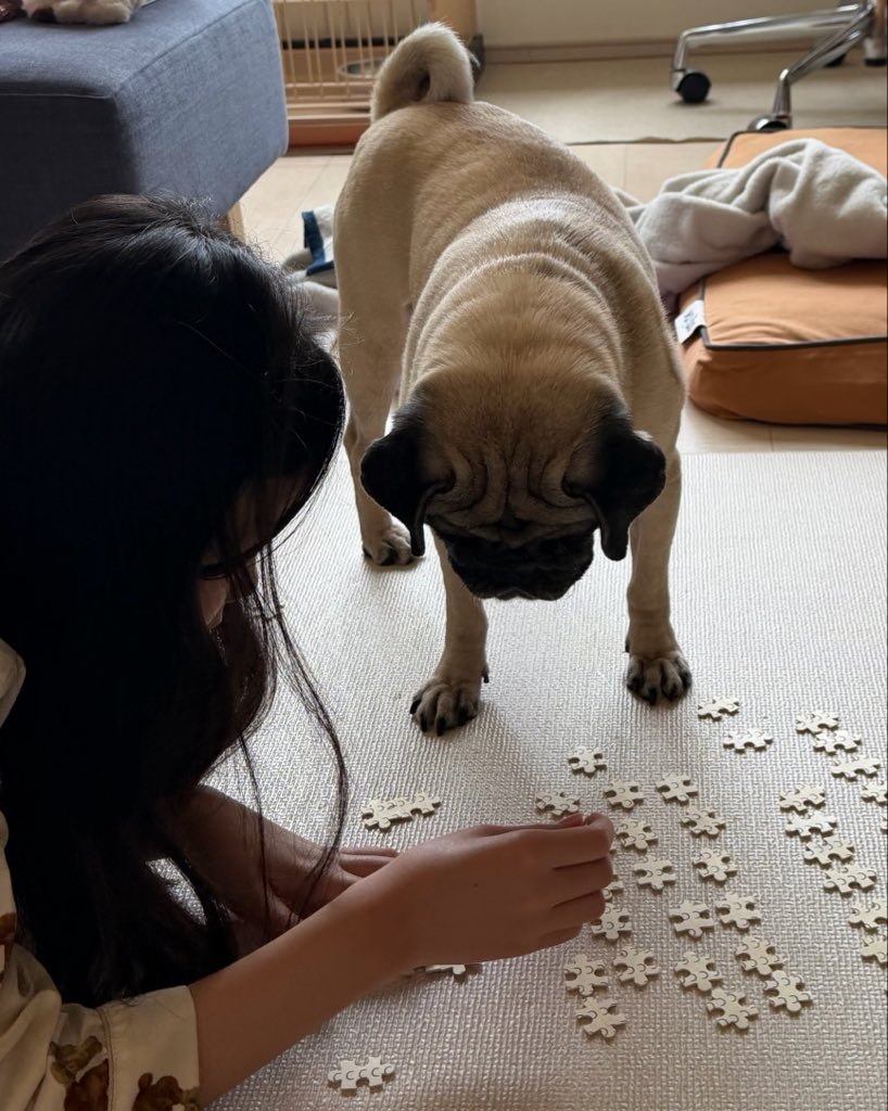 komi0224's tweet photo. お姉ちゃんのパズル遊びを応援（お邪魔）するココちゃん。ふむふむ難しいねぇ。 https://t.co/cqH4Hq9tXp