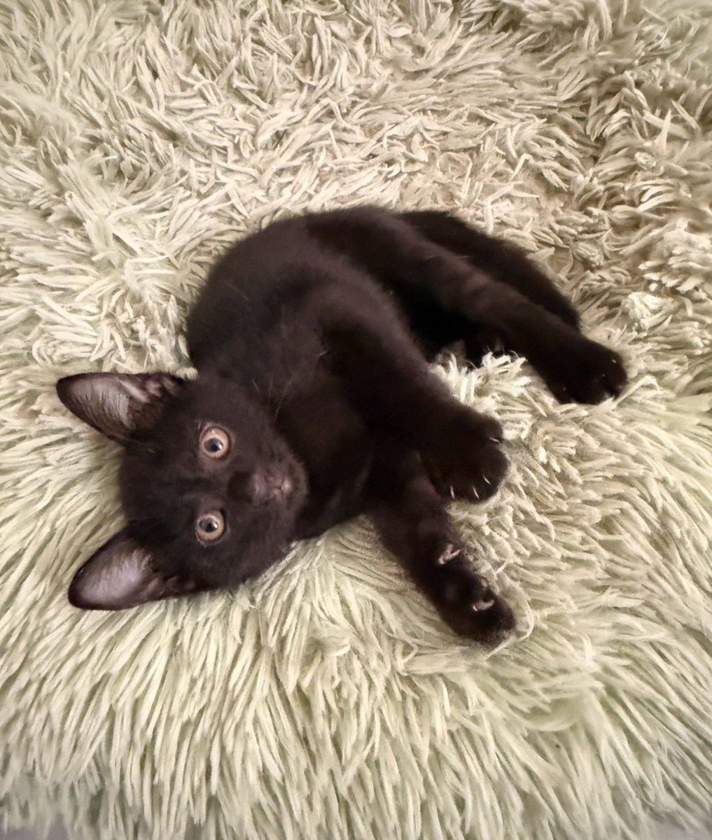 คือผมต้องทราบไหม 🐈‍⬛ tweet media