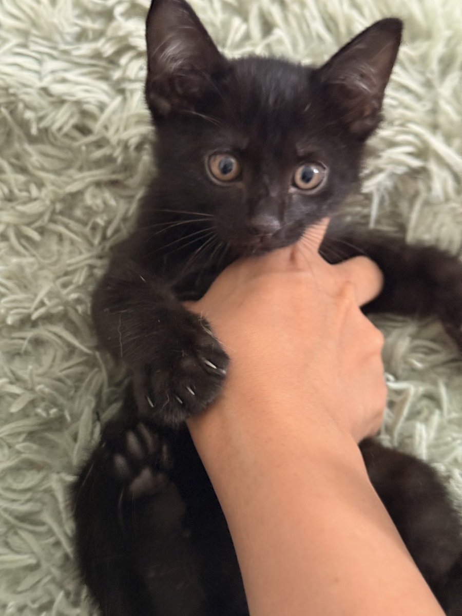 คือผมต้องทราบไหม 🐈‍⬛ tweet media