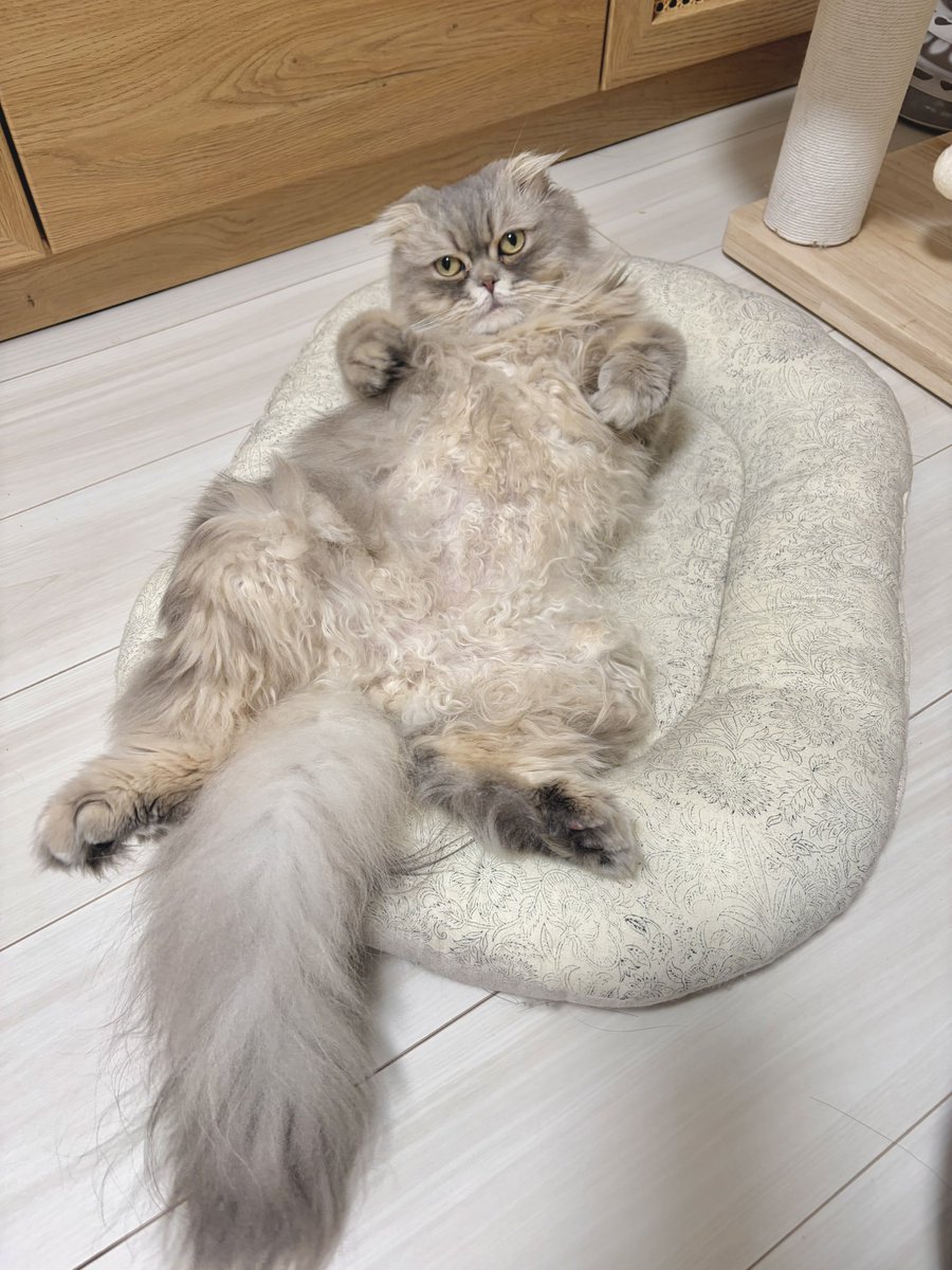 ロッシュ🐈 tweet media