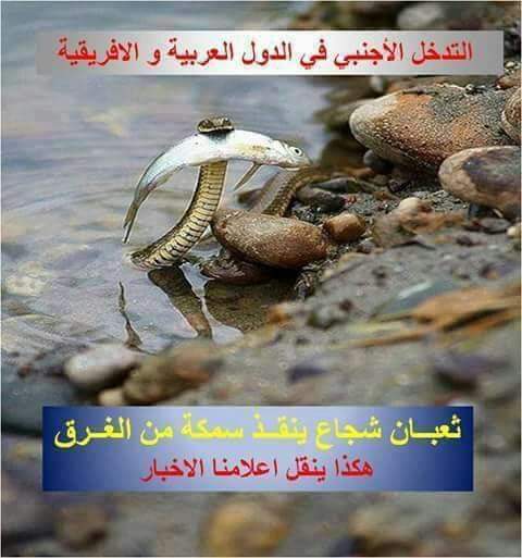 كل بلاد المسلمين اوطاني tweet media