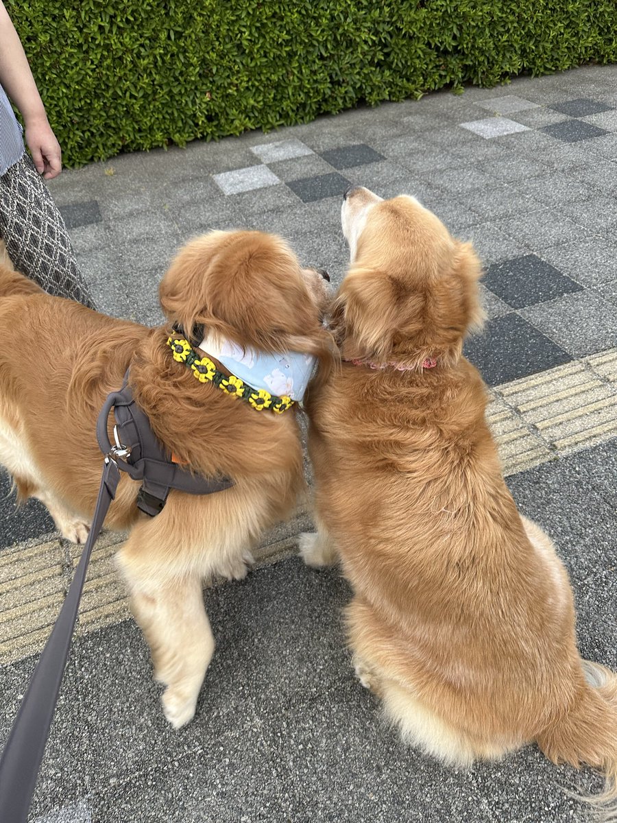 好きすぎて滅ッ！！ #ゴールデンレトリバー #犬 #好きすぎて滅