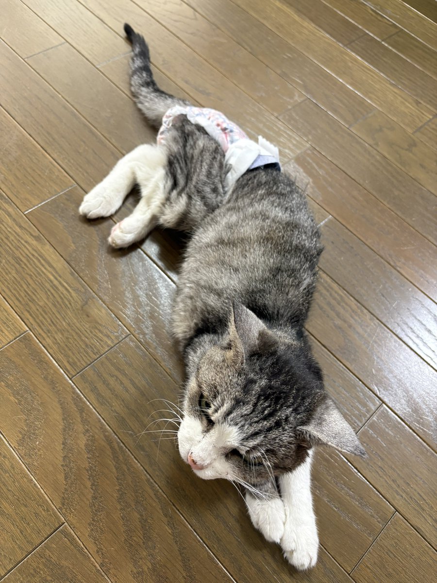 suzureo0813's tweet photo. トイレに行く気はあるけど間に合わないので
オムツデビューです😭🌀 https://t.co/GTC1Kqx2NL