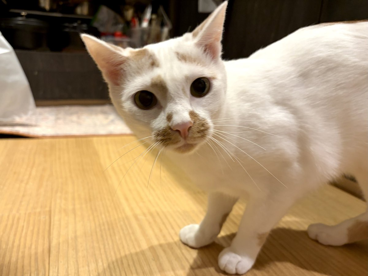 haruka tweet media