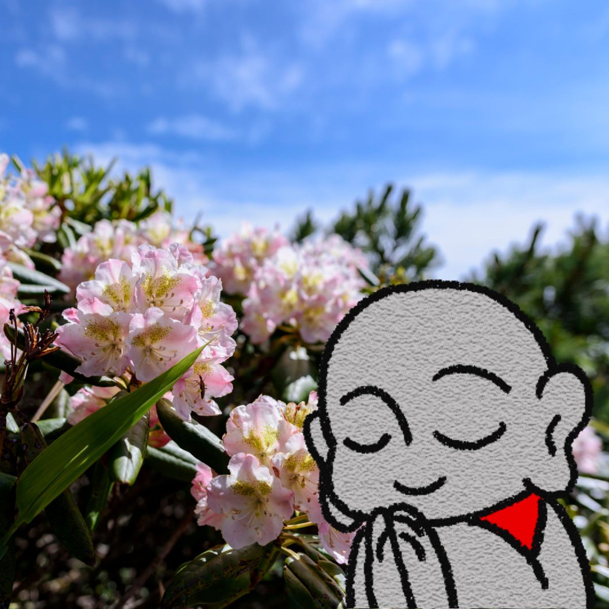 nekozizoo's tweet photo. 心の動きを否定せずに見守ることで、
感情に振り回されることが減り、
落ち着いた判断ができるようになります。 https://t.co/gA6ImIlkYC