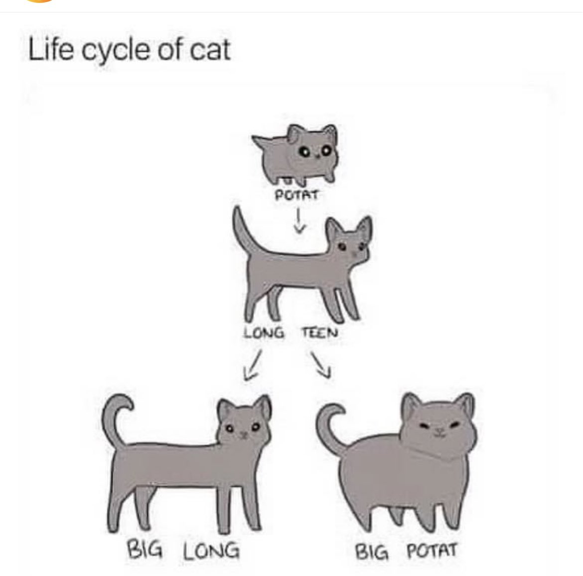 cats with powerful aura tweet media