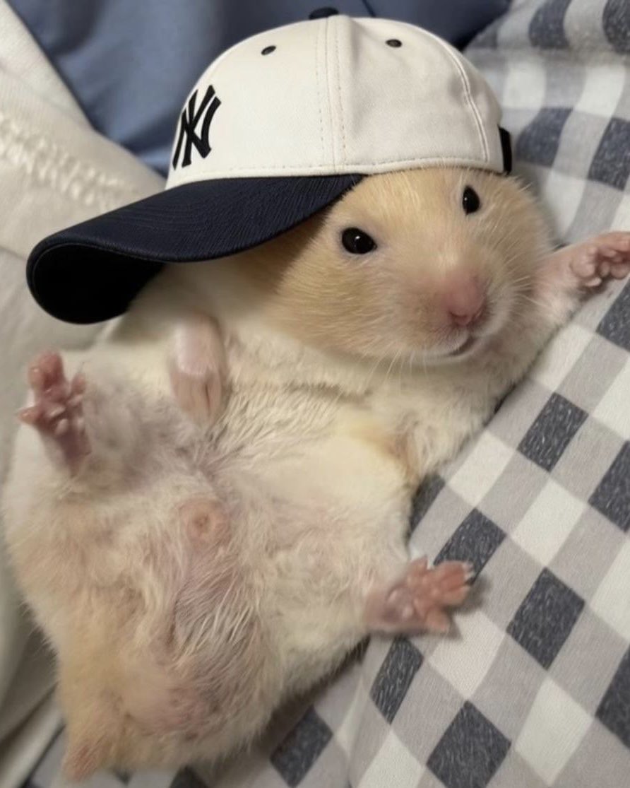강브라아니영케이씨 tweet media