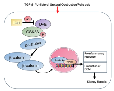 cddpress's tweet photo. “The E3 ubiquitin ligase Itch plays an essential role in kidney fibrosis by inhibiting Dvl2/GSK3β/β-catenin signaling pathway”

A comprehensive investigation into the protective role of the E3 ligase Itch in kidney fibrosis ⤵️
https://t.co/H93UDQYyJ5 https://t.co/fgeo2h4RS3