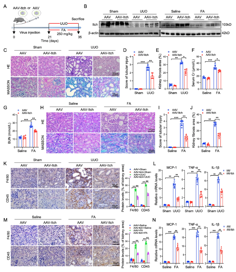 cddpress's tweet photo. “The E3 ubiquitin ligase Itch plays an essential role in kidney fibrosis by inhibiting Dvl2/GSK3β/β-catenin signaling pathway”

A comprehensive investigation into the protective role of the E3 ligase Itch in kidney fibrosis ⤵️
https://t.co/H93UDQYyJ5 https://t.co/fgeo2h4RS3