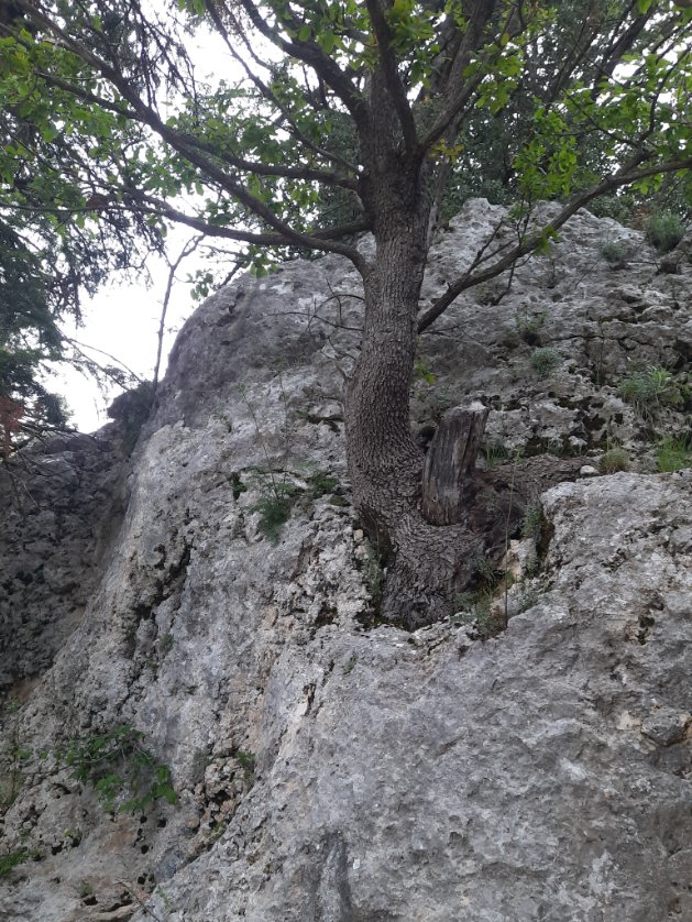maraba29's tweet photo. kupkuru, topraksız ve susuz bir kayanın içinden  kocaman bir ağacı çıkaran yaradan, hiç şüphesiz insanları yeniden diriltmeye gücü yetecektir. https://t.co/3H8cUXuQTA