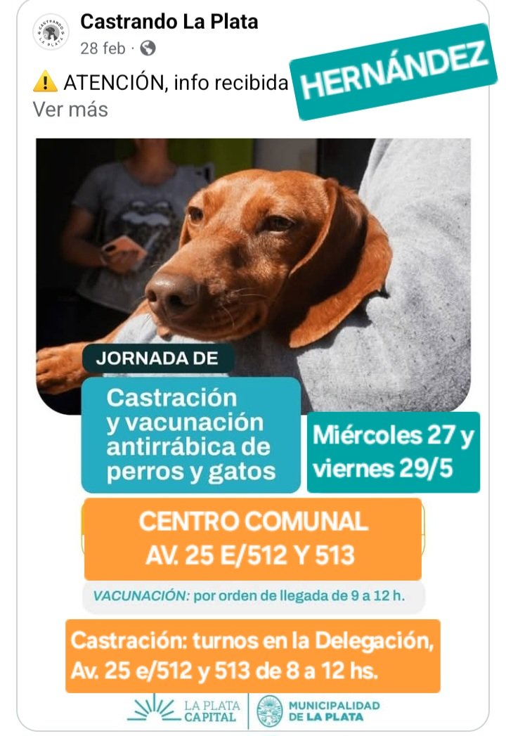 protegealanimal's tweet photo. LA PLATA - HERNÁNDEZ
CASTRACIÓN: turnos de manera presencial en la Delegación. Llevar DNI.
#LAPLATA #HERNÁNDEZ #ARANA #SICARDI #VILLAELISA #VILLAELVIRA #CLUBJAPONÉS #ELRETIRO #ELBOSQUE #GONNET #RINGUELET #MROMERO #ALTOSDESANLORENZO #CITYBELL #ELRINCÓN #GORINA #VILLACASTELLS #BSAS https://t.co/yVqx4yzRx8