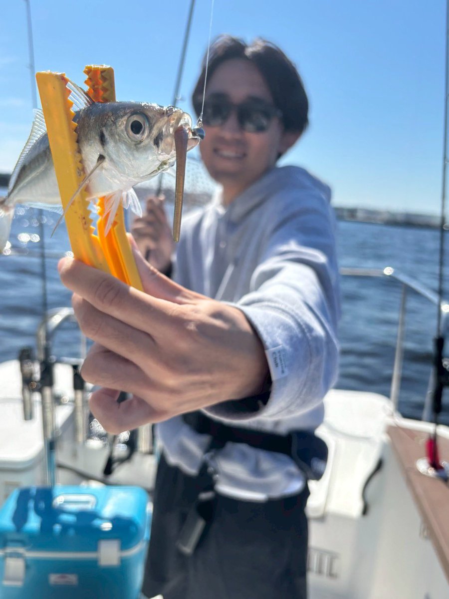 shinnosukeeeeey's tweet photo. デイアジング🐟
知り合いのボートで釣り初心者のためにショットガンアジング🎣
飽きちゃったのでジグ単で試行錯誤してるとパターン見つけて連発🙂↕️
10匹釣ったくらいでタイムアップ
#東京湾
#アジング
#fishlabo https://t.co/iOxLN3y9Sa
