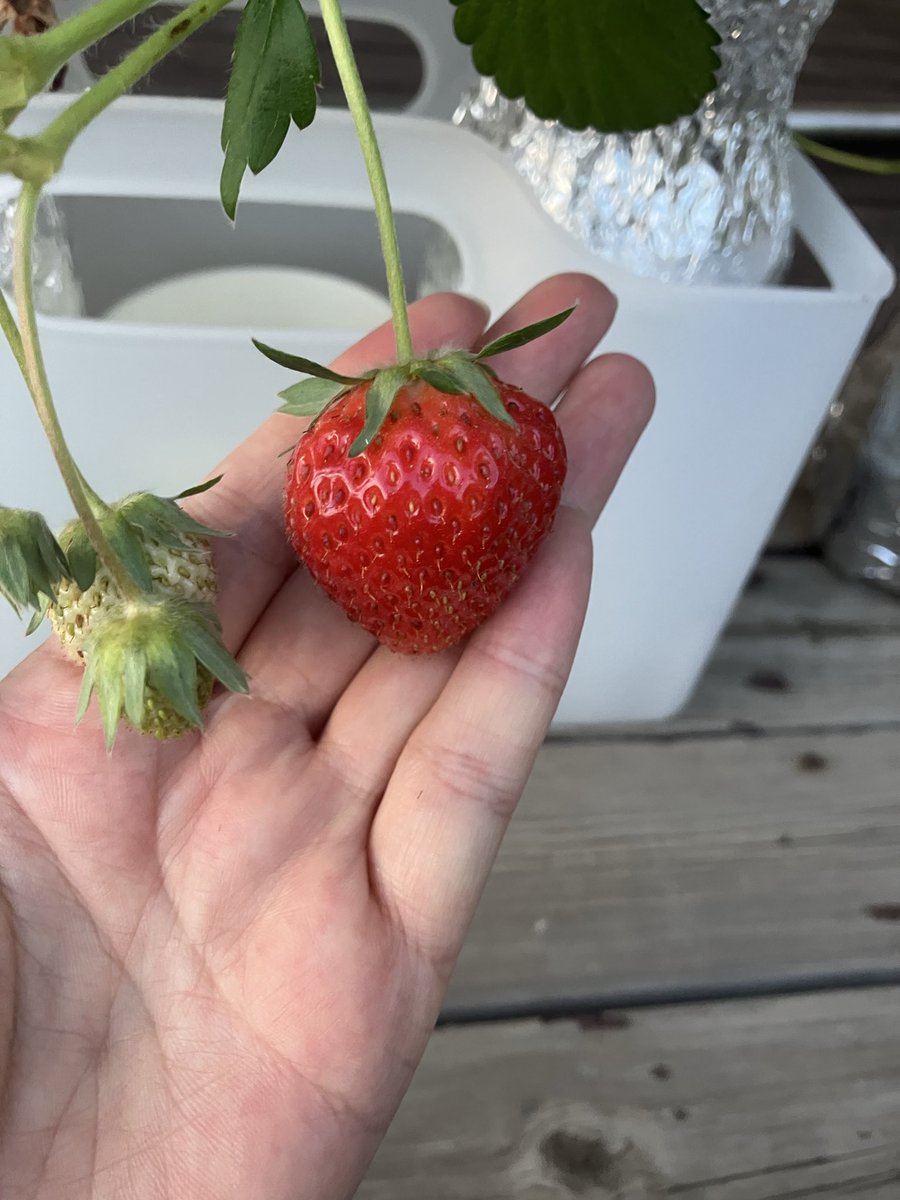 piinatu's tweet photo. 知らん間にいい感じのイチゴ🍓なってたw(*'-'*)w https://t.co/DeeuBBIFVc