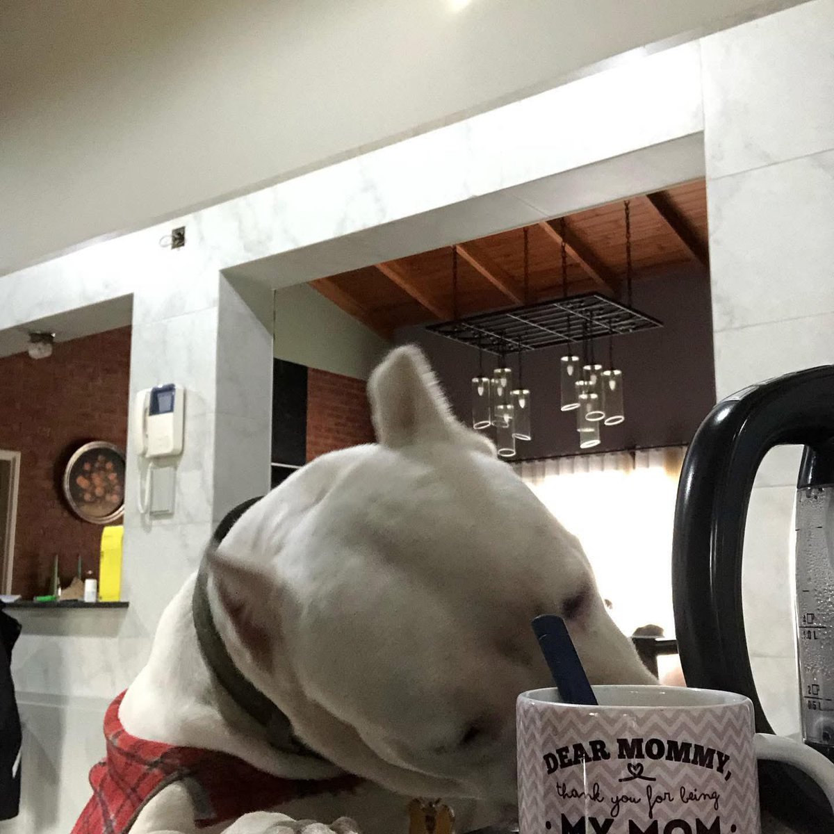 La mama del pocho campeón del mundo 🐶 tweet media
