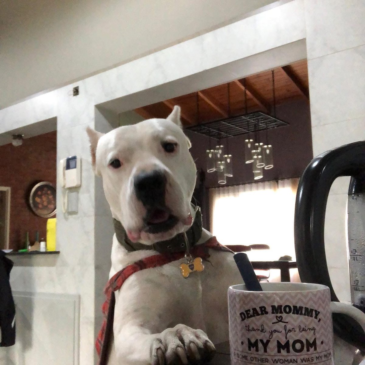 La mama del pocho campeón del mundo 🐶 tweet media