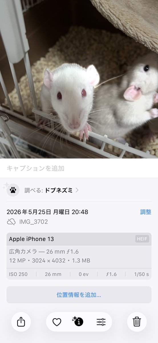 Choose__11's tweet photo. ドブネズミ😂

ILOVEドブネズミ🐁⸒⸒ https://t.co/bhkiTnMtQM
