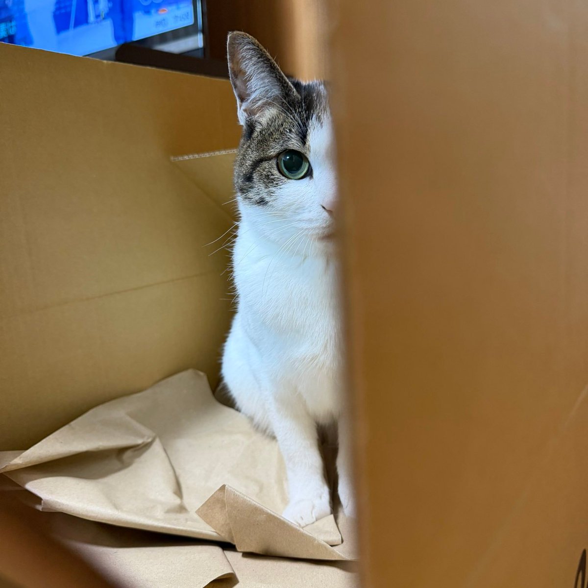 【♡うさねこ♡】 うさねこ (@rabbicat_neko) / Posts / X