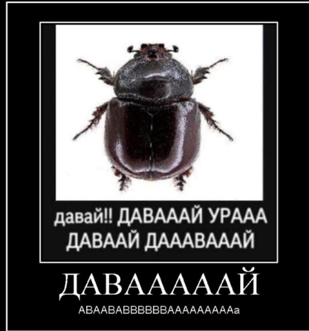 captainess bլahbլahrossa tweet media