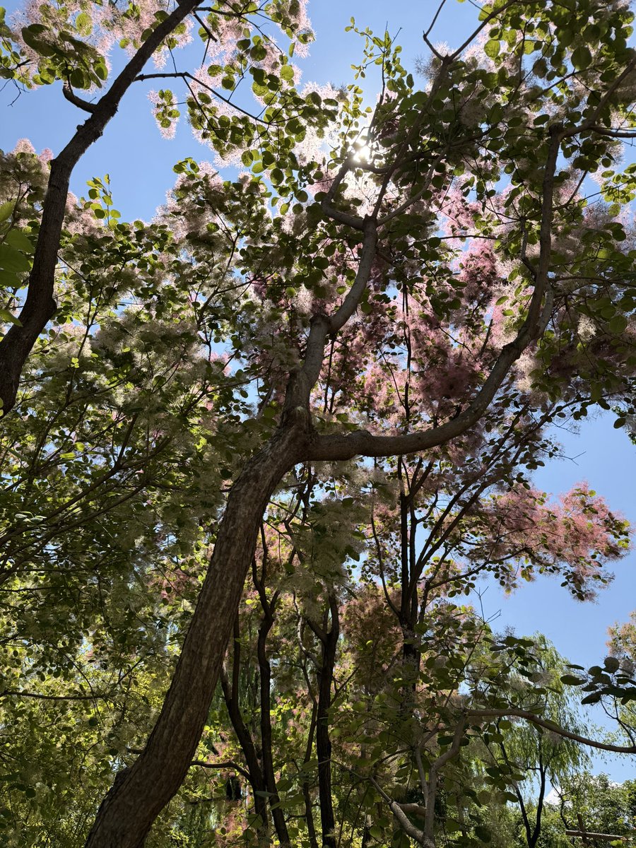 wangzx1809's tweet photo. 美好的时光总归要记录一下的，你说是嘛？#春有百花 https://t.co/rS3Z3XoSW2