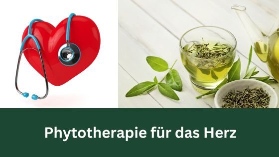 SennInfo's tweet photo. Phytotherapie bei Herzerkrankungen https://t.co/nTOuVD6Q1B https://t.co/4S8nc0iDve