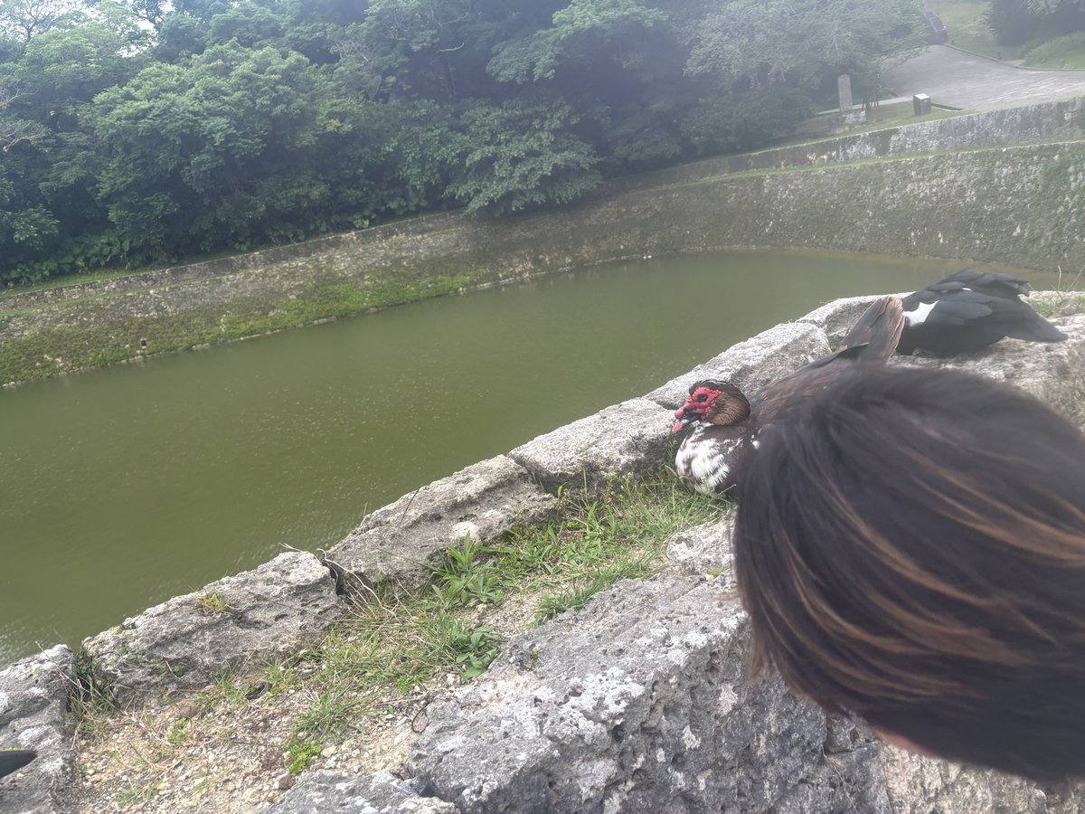 sakura10c's tweet photo. ひょこっっっっ https://t.co/pnVcw6t6aW