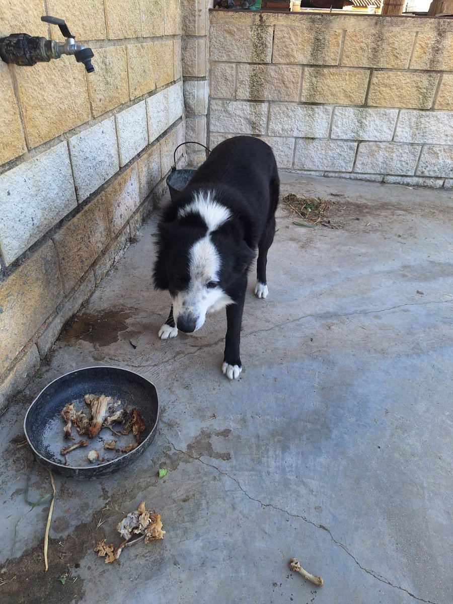 SilviaMylo's tweet photo. Tiene cuatro añitos y está todo el día solo, el dueño no lo quiere 😞 💔 😭
Las fotos son muy malas, no se aprecia lo precioso que es aunque sea lo de menos 💔
Pueblo de Cádiz
+34 655 33 15 90 https://t.co/nYIH9hJ29W