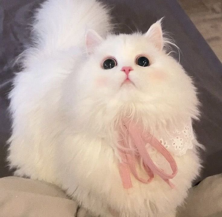Pinky tweet media