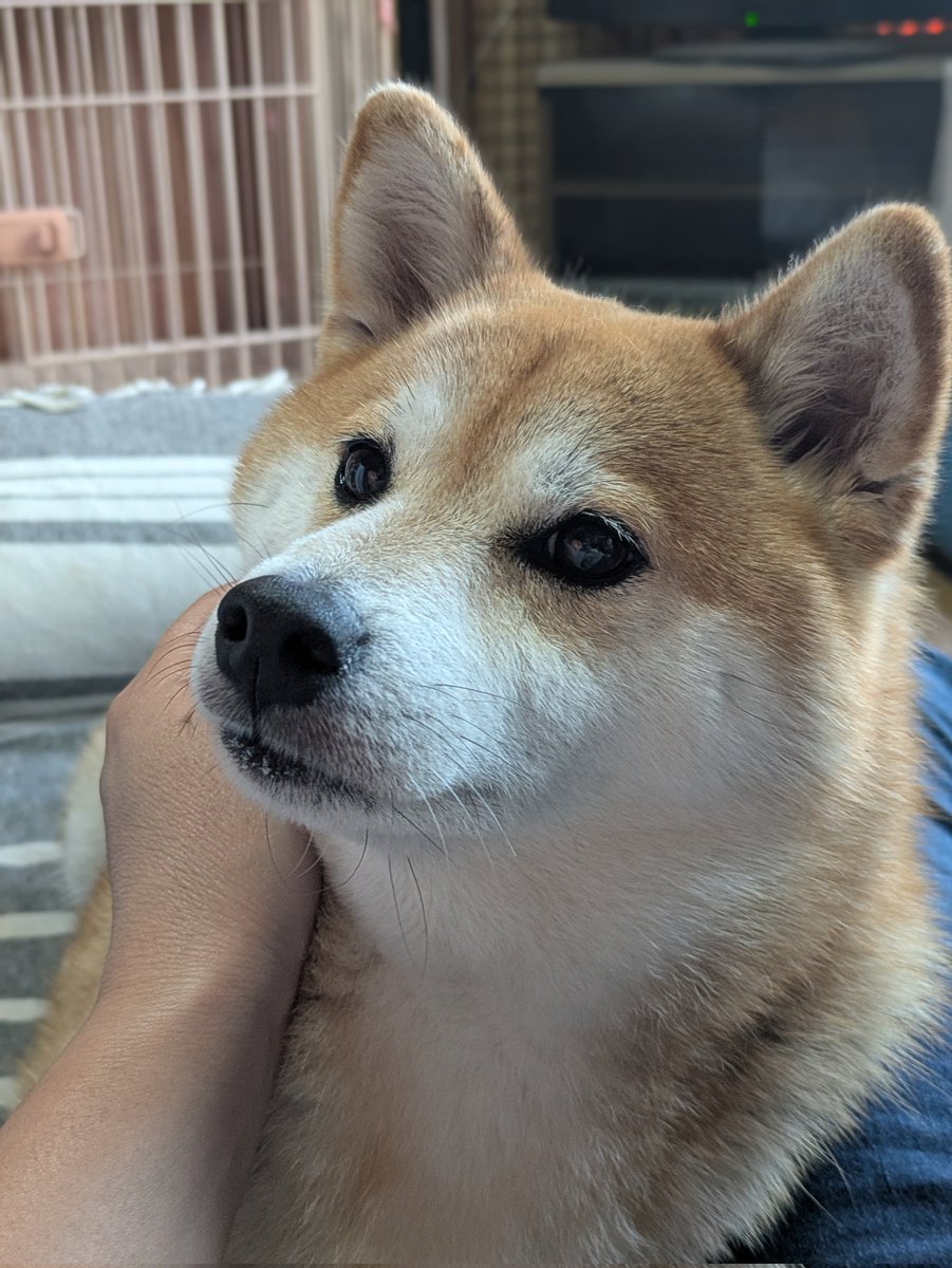 柴犬未来 tweet media