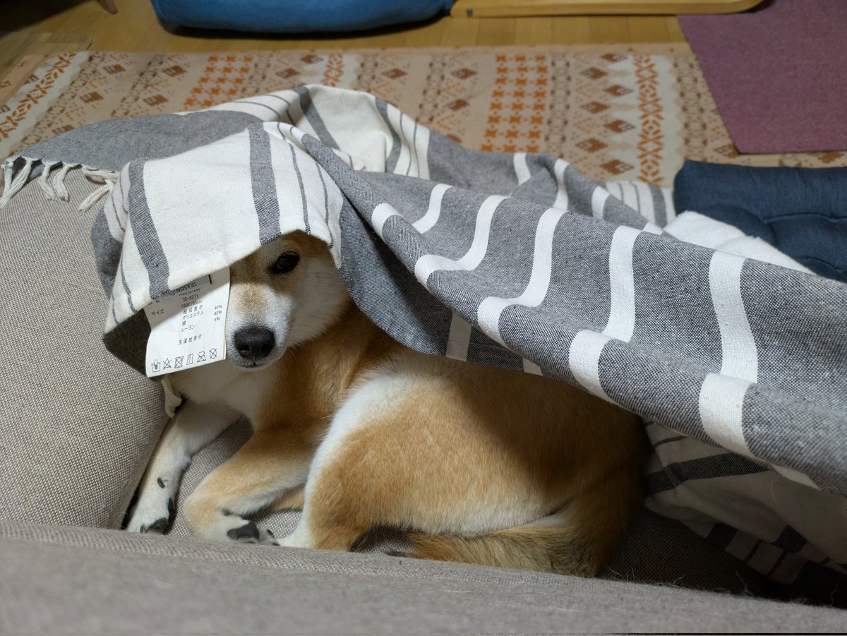 柴犬未来 tweet media