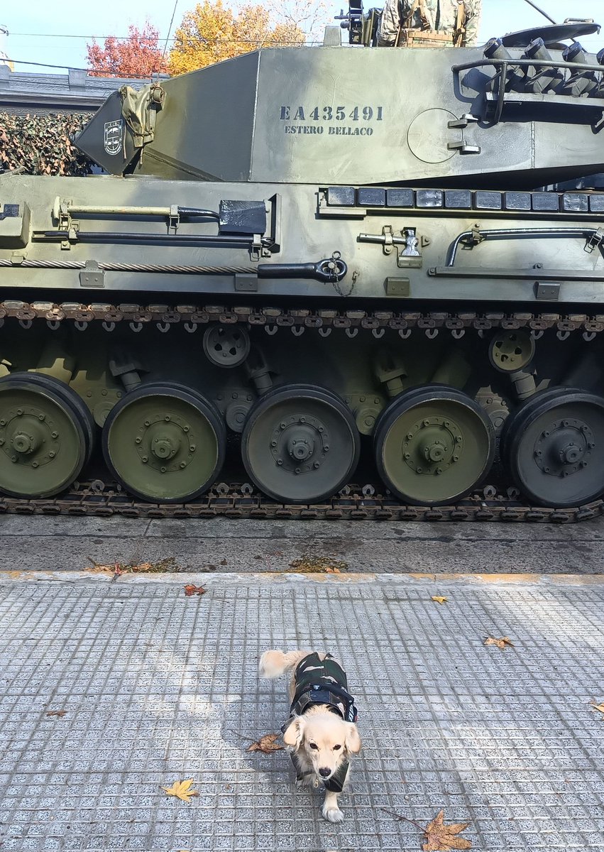 gatobudin's tweet photo. Ayer mi viejo llevo al pobre perro al desfile militar y lo obligó a sacarse una foto farmeando aura https://t.co/AVY1e0zgGO