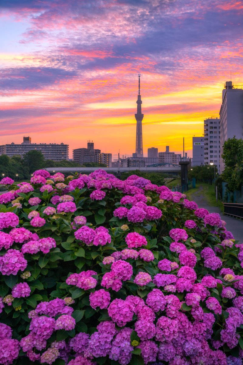 Ryogo_Urata's tweet photo. スカイツリーと紫陽花のコラボが美しかった https://t.co/jFQWdJvvQw