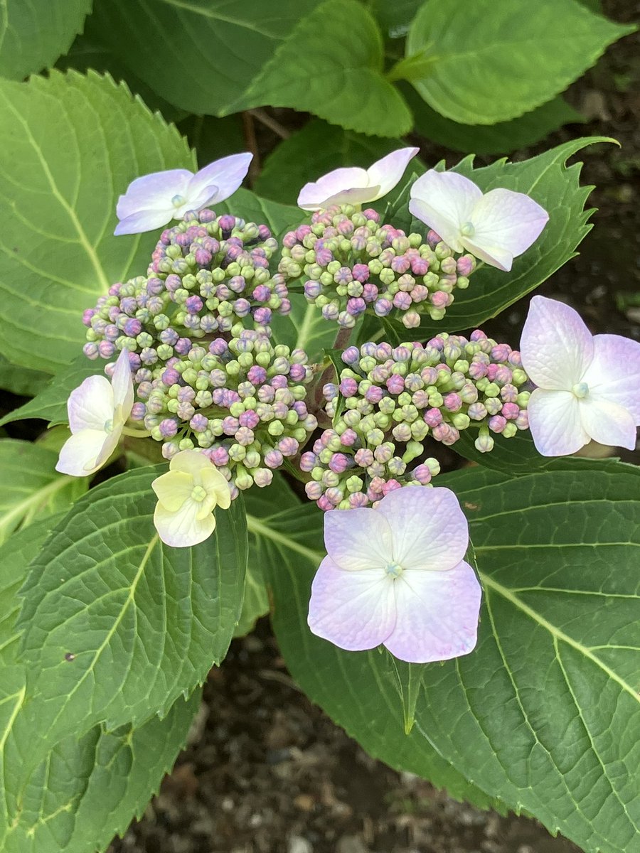 EmeraldKeiko's tweet photo. 咲きかけの紫陽花も良いね〜💓
引っ越してひと月半リフォームしなかった所がジワジワ修理が必要になったりして😅
洗面所の水道🚰が水漏れして今日二つの水道屋さんに見積もりに来ていただいたけれど爽やかで説明も分かりやすくグイグイ押してこない方にやはりなびきそうです笑

#戦争反対🕊️ https://t.co/eRZoGHlP4w