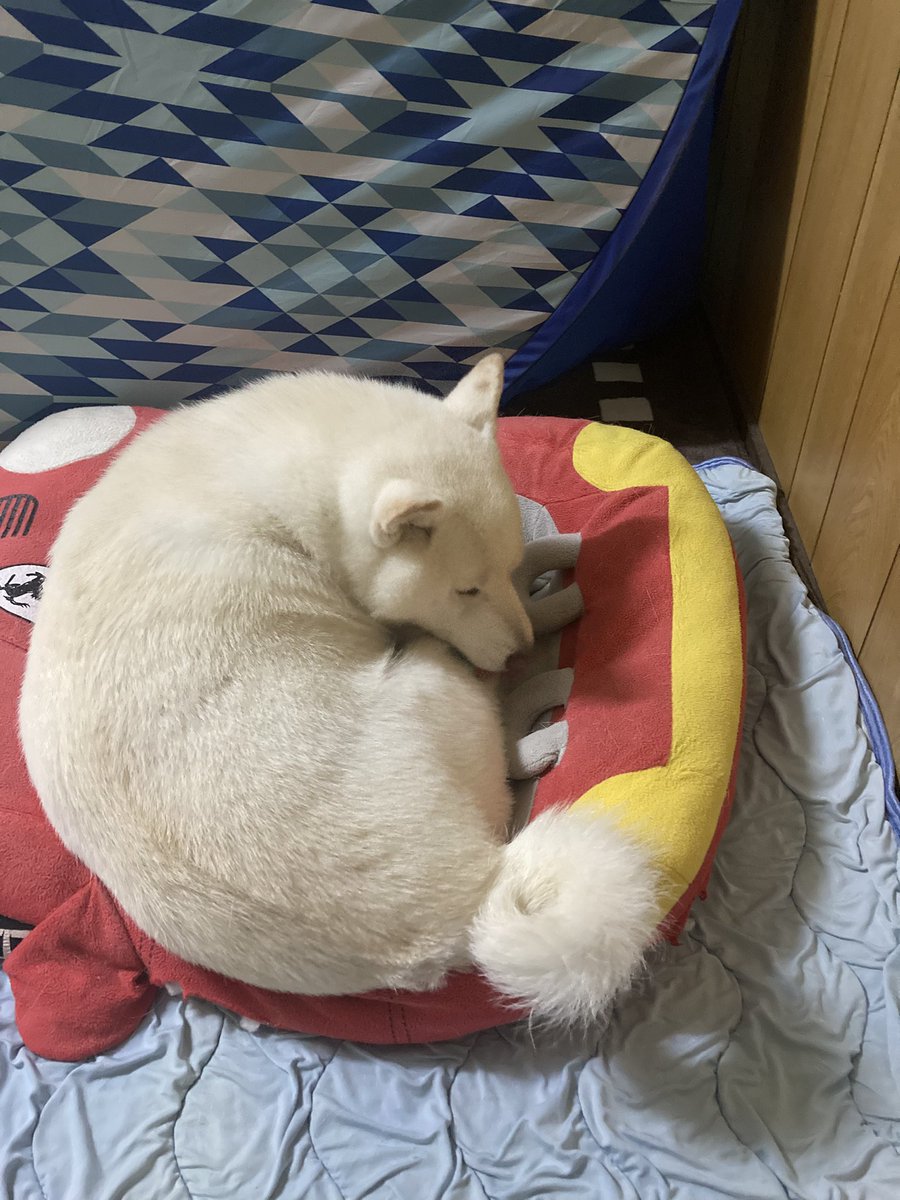 アカドたけのこの里派(´・ω・`) tweet media