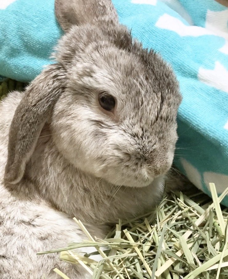 靴下王子のむぎ🧦🐇 tweet media