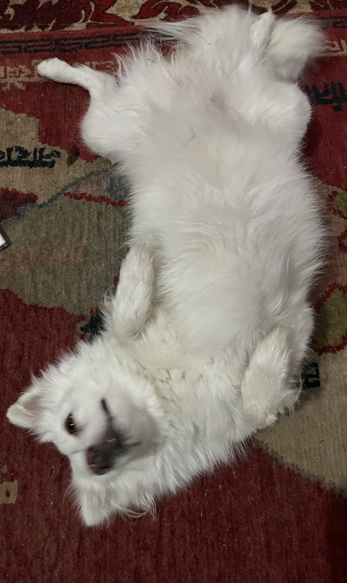 Tulsa_Sr's tweet photo. लाइफ हो तो ऐसि 🐶😍 https://t.co/BI0D3dkbbD