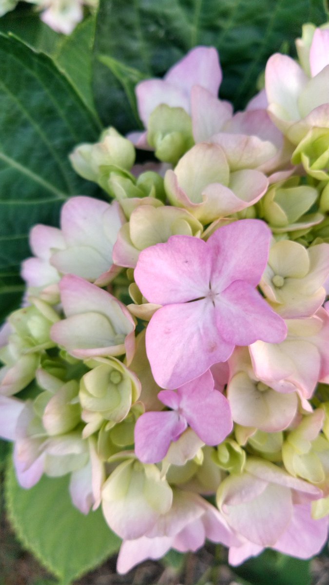 triphane's tweet photo. もう紫陽花が咲き始めたよ https://t.co/N6l4sDKlb9