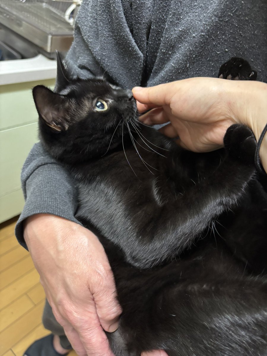 猫と生き直し tweet media