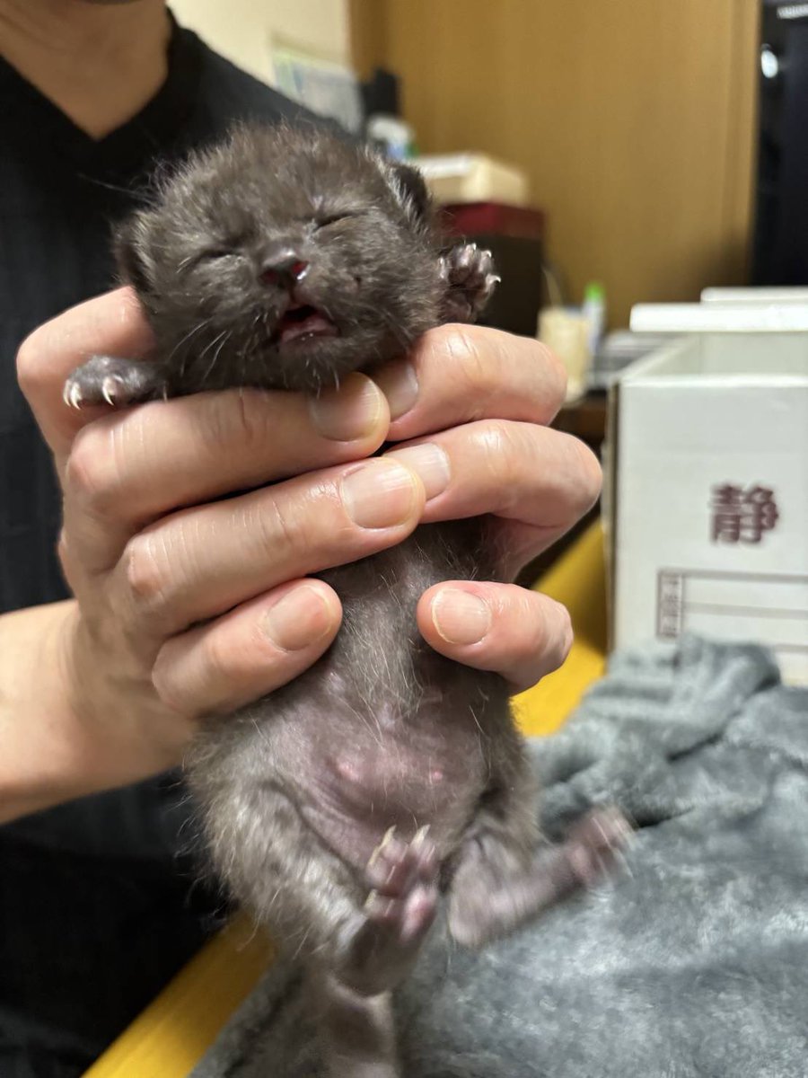 猫と生き直し tweet media