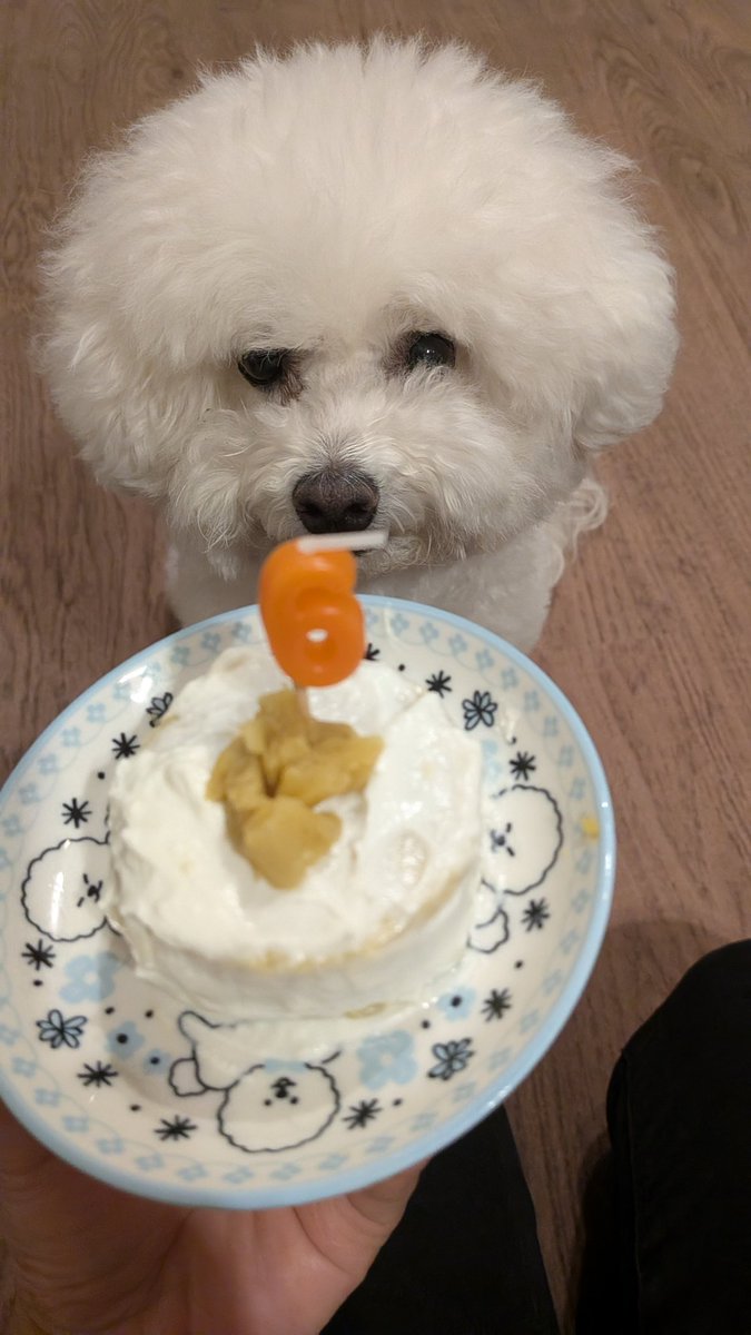 にこ🐶自称所沢のアイドル犬 tweet media