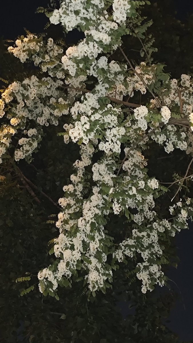 liu16000's tweet photo. 又到了一年一度的槐花香的季节了
#青岛 https://t.co/GashtkuK0O