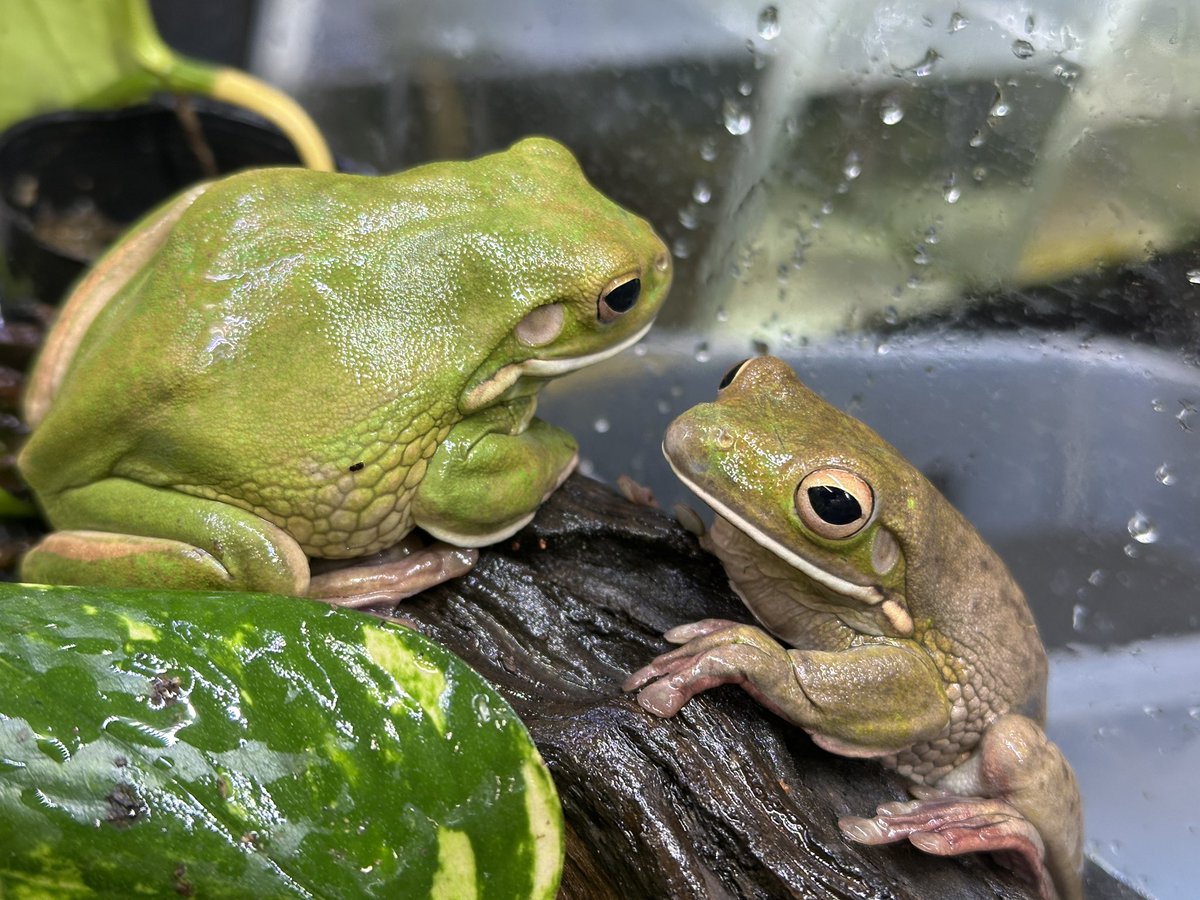 Bears_Frog's tweet photo. モリアオガエル、クツワアメガエルペア、エジプトミドリヒキガエルが入荷しました🐸 https://t.co/zJjxJDr1If