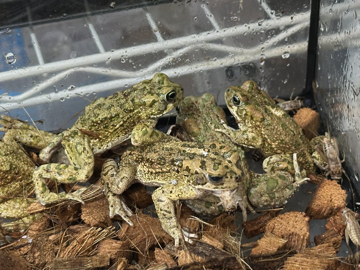 Bears_Frog's tweet photo. モリアオガエル、クツワアメガエルペア、エジプトミドリヒキガエルが入荷しました🐸 https://t.co/zJjxJDr1If