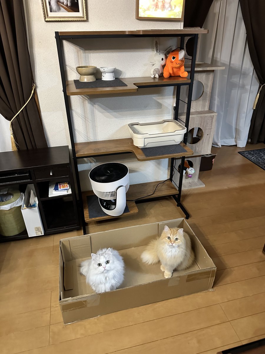 ネコランド tweet media