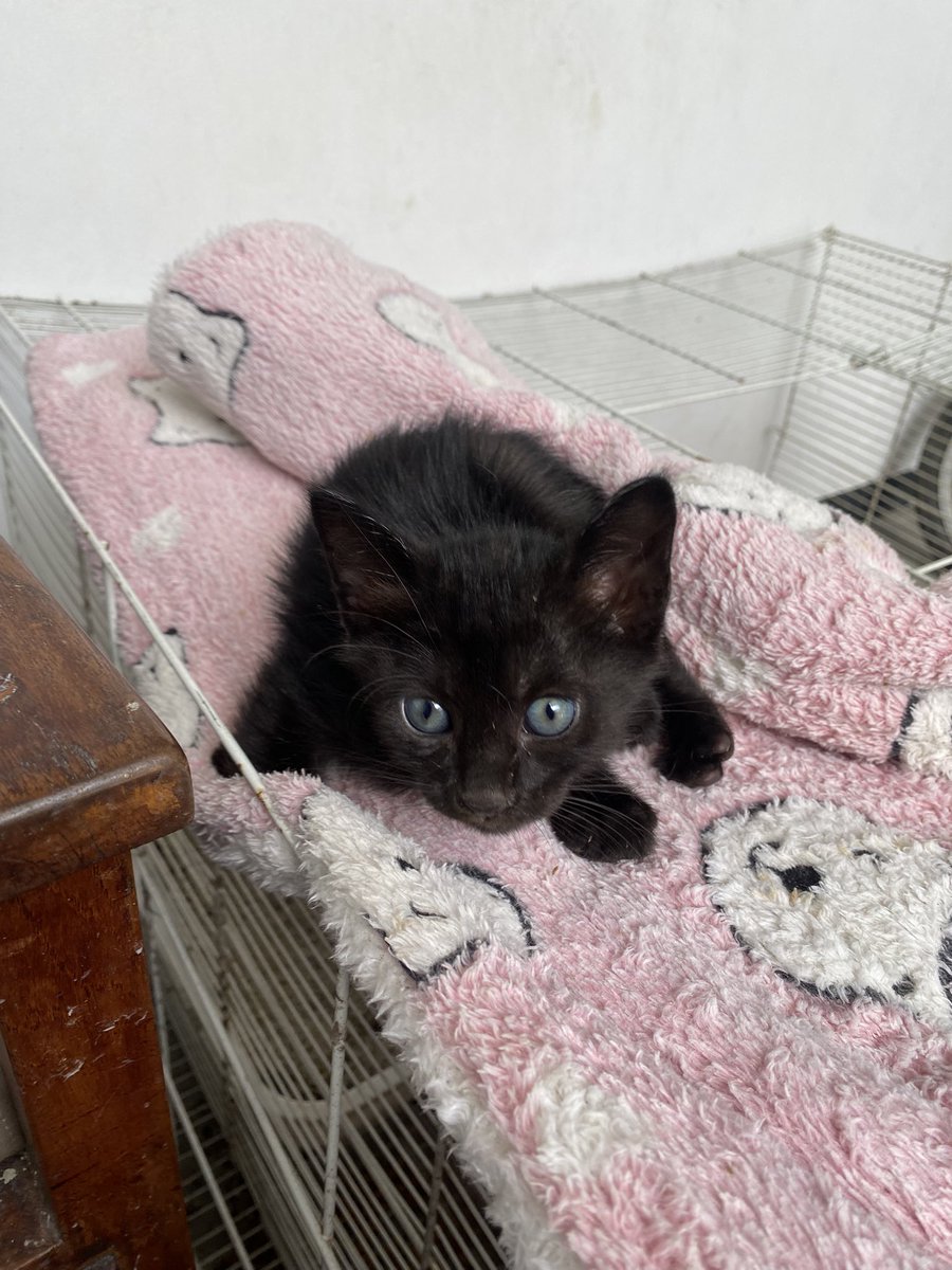 fluerssa's tweet photo. kucing hitam inii adopted 🥹🖤 https://t.co/Cvp3BRFrbL