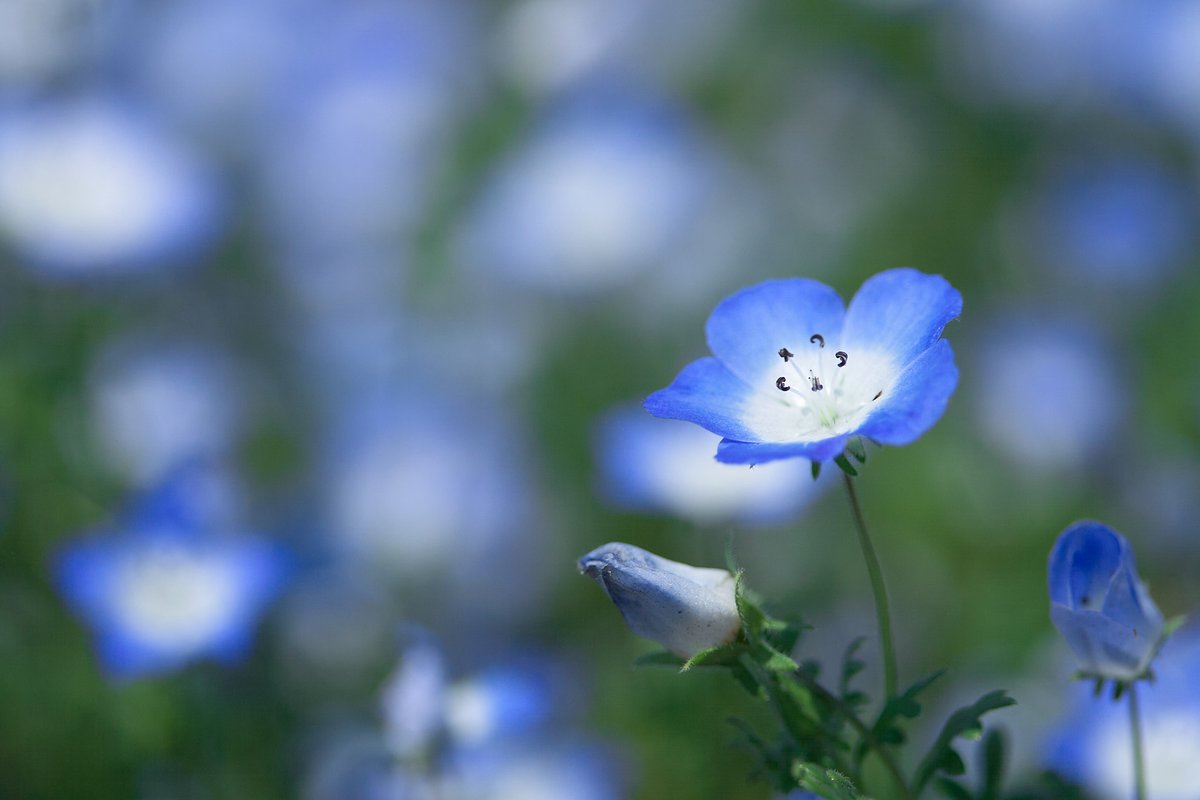 nyachimog's tweet photo. 今年最後のネモフィラ
#写真好きな人と繋がりたい #ファインダー越しの私の世界 #キリトリセカイ #お写ん歩 #スナップ #snap #snapphoto #キヤノン #キヤノン党でほめあいたい #canon #canoneos1d #eos1d #eos1d初代 #ef100mmf28macrousm #昭和記念公園 #ネモフィラ https://t.co/uamHJPewxV