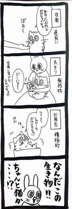 猫じゃないかもしれないね 