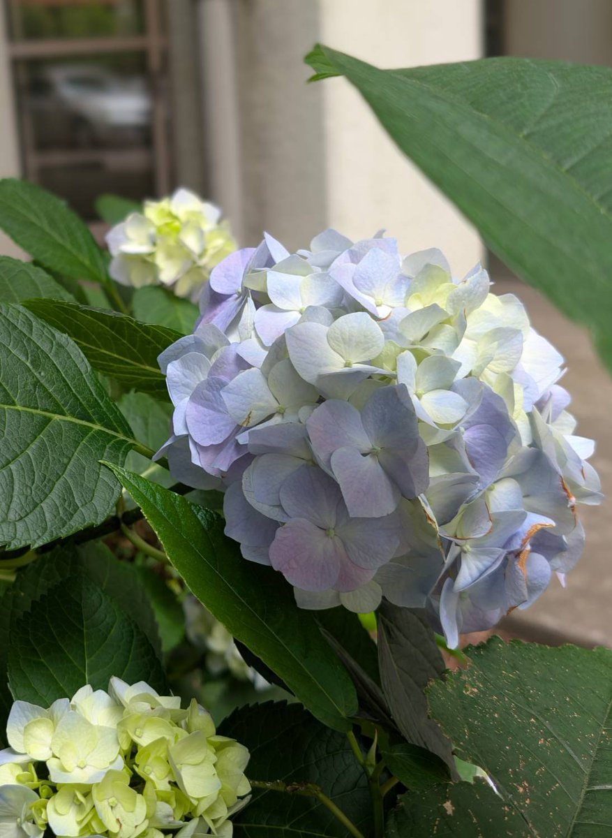 MuSaKou1940's tweet photo. 中庭の紫陽花に色が付き始めました。高校生の頃は紫陽花が咲いていたことすら気付かずキャッキャと過ごしていました。
もうオトナなので大人しく色が変わる様子を楽しみたいと思います。

#都立武蔵丘 #武蔵丘同窓会 #上鷺宮 #鷺ノ宮 #富士見台 #中村橋 https://t.co/StGaOotpBX