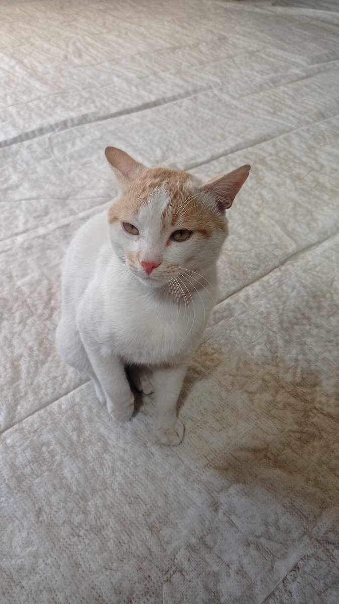 AljbourAmin's tweet photo. Please donate via the link so I can buy food for Luka 😭💔
https://t.co/2S8uo4mHjN https://t.co/1ln408Cxjl